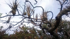 Tillandsia makoyana