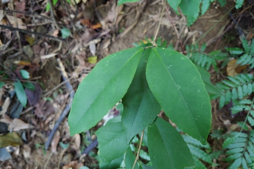 Ilex formosana