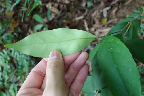 Ilex formosana, photograph 1