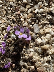 Sibara angelorum