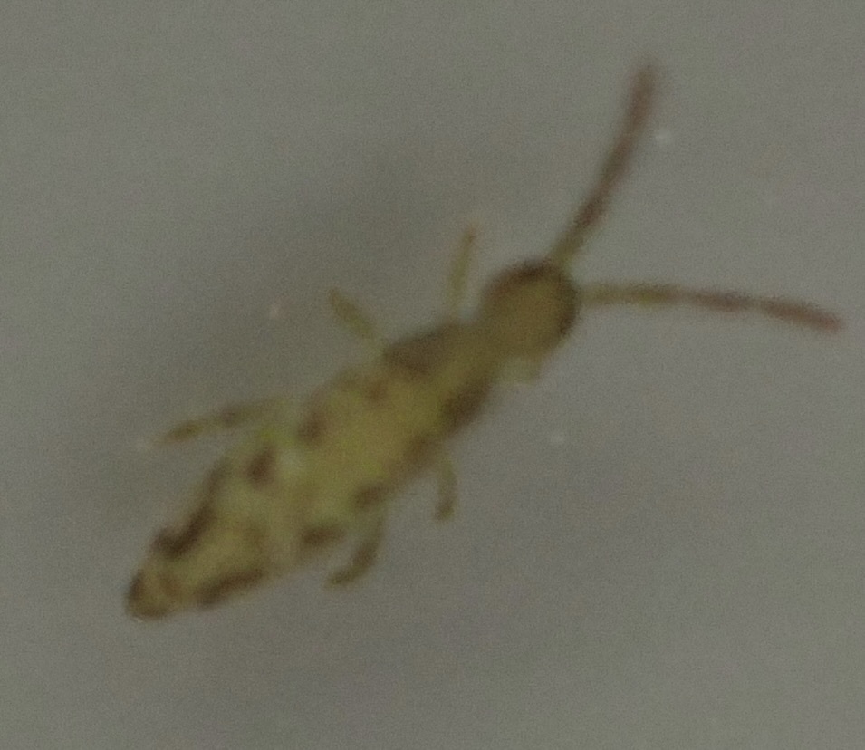 Entomobrya katzi Jordana R & Baquero E, 2022