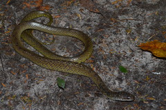 Erythrolamprus cobella