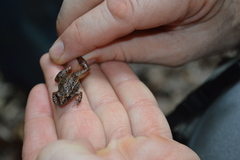 Adenomera hylaedactyla