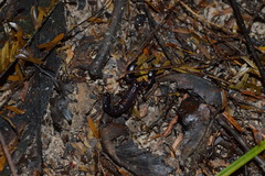 Broteochactas nitidus