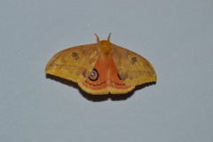 Automeris jucunda