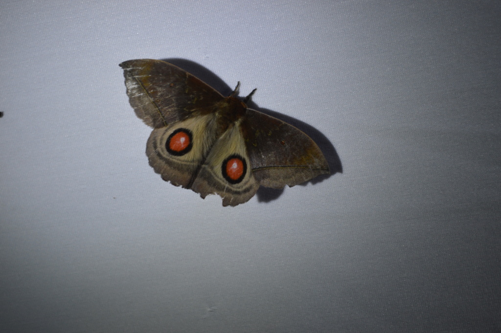 Gamelia bennetti