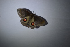 Gamelia bennetti