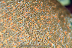 Ophiothela mirabilis