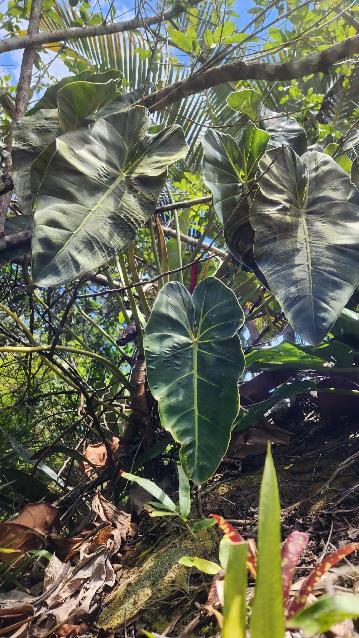 Heartleaf philodendron