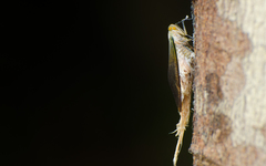 Pterodictya reticularis