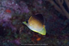 Prognathodes aculeatus