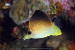 Prognathodes aculeatus