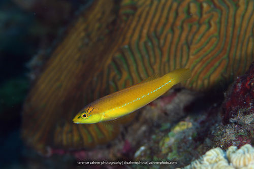 Yellowhead Wrasse
