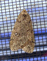 Paleacrita merriccata