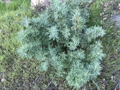 Artemisia palmeri