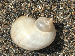 Ladislavella atkaensis