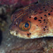 Longspined Porcupinefish - Photo (c) terence zahner, some rights reserved (CC BY-NC)