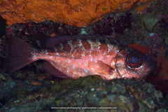 Heteropriacanthus cruentatus