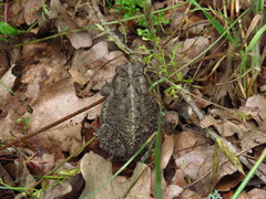 Anaxyrus fowleri