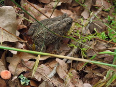 Anaxyrus fowleri