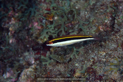 Halichoeres maculipinna