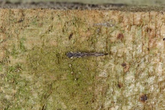 Empicoris rubromaculatus