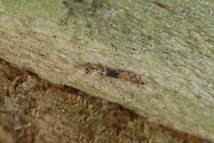 Empicoris rubromaculatus