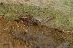 Empicoris rubromaculatus