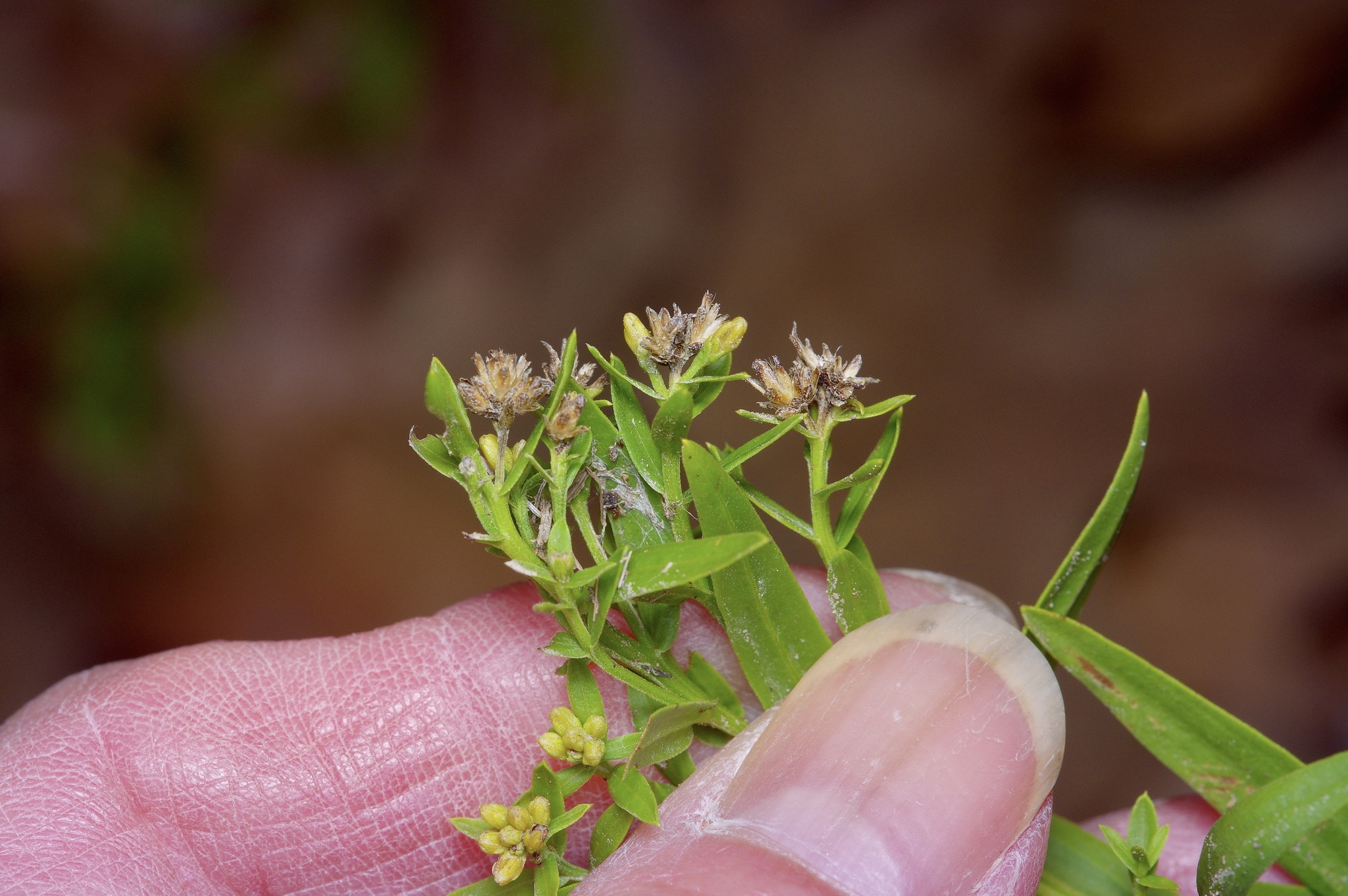 Bushy Goldentop (Euthamia leptocephala)