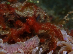 Achaeus japonicus