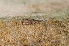 Empicoris rubromaculatus