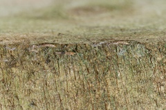 Empicoris rubromaculatus