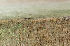 Empicoris rubromaculatus