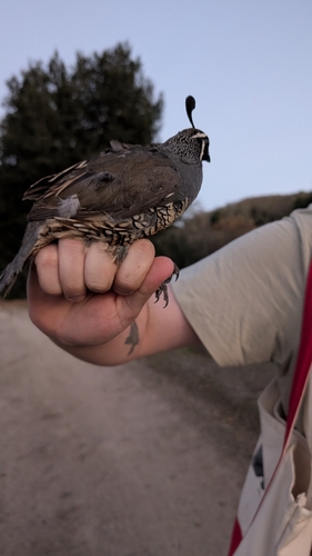 iNaturalist observation photo of California Quail