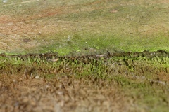 Empicoris rubromaculatus