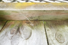 Empicoris rubromaculatus