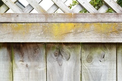 Empicoris rubromaculatus