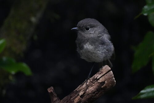 South Island Robin (Petroica australis), photo 7