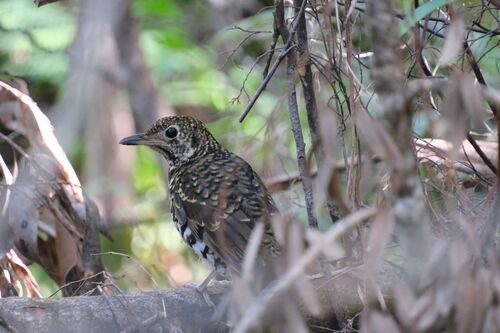 Bassian Thrush (Zoothera lunulata), photo 3
