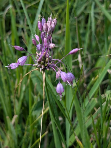 Keeled Garlic (Allium carinatum)