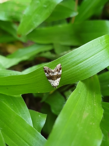 Maliattha signifera