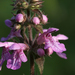 Marsh Woundwort - Photo (c) Svetlana Nesterova, some rights reserved (CC BY-NC), uploaded by Svetlana Nesterova