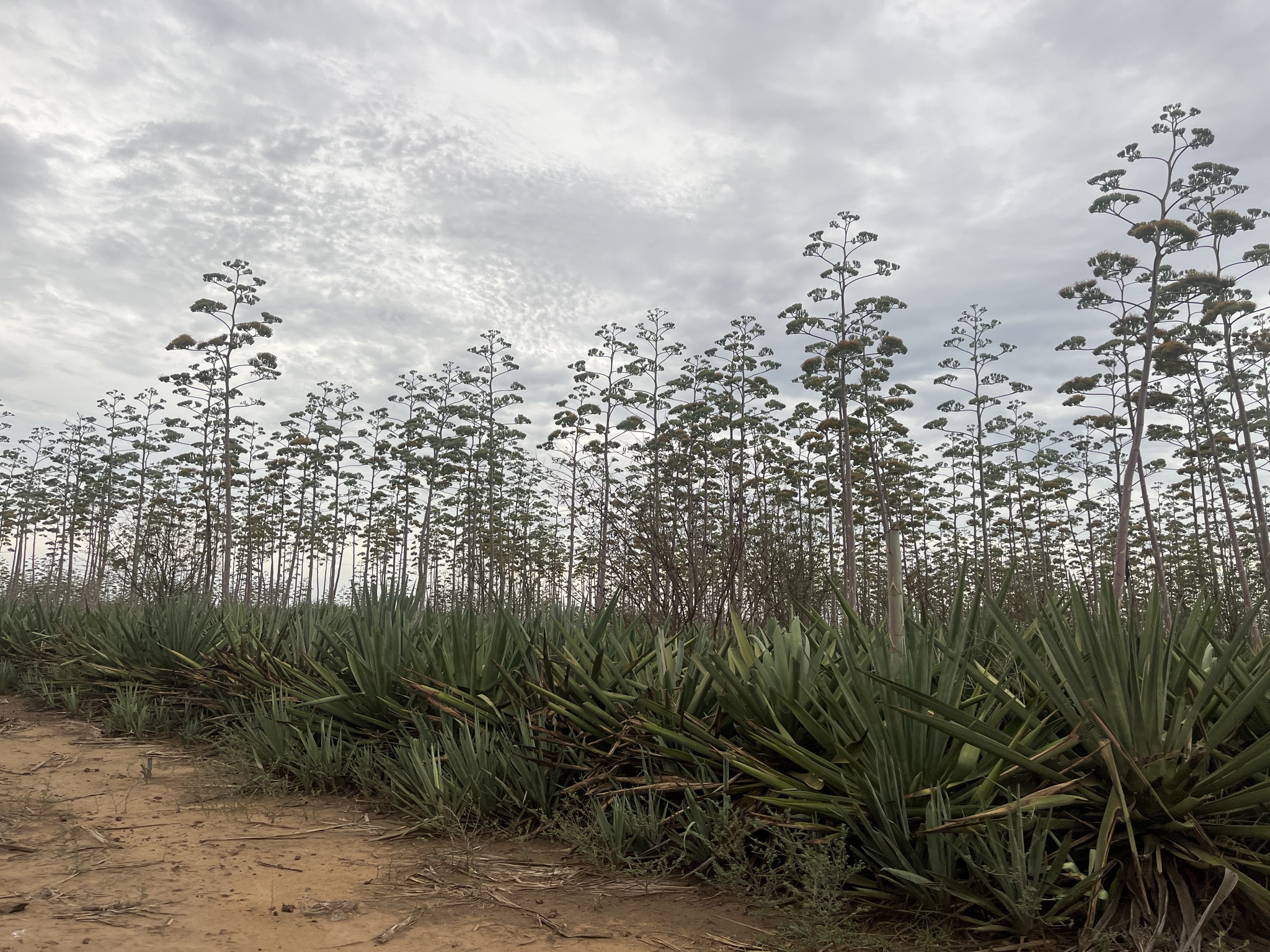 Imagem de Sisal