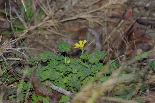 Foto de Oxalis dillenii