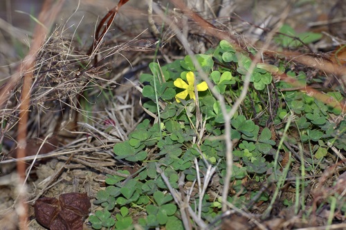 Foto de Oxalis dillenii