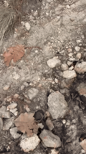 Mexican Groundsnake