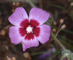 Sidalcea diploscypha