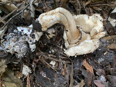 Rhacodium