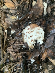 Rhacodium