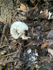 Rhacodium